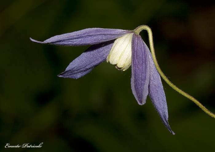 Clematis alpina